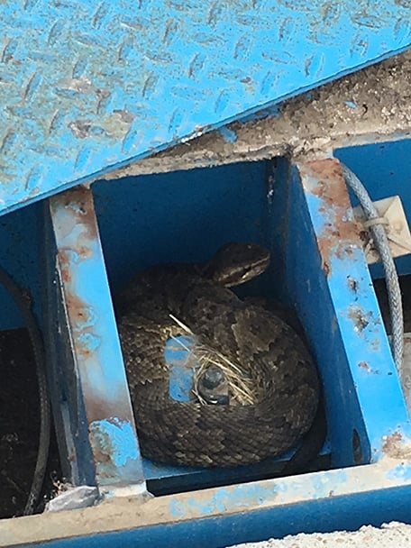 Snake found inside the junction box of a truck scale in Houston, Texas