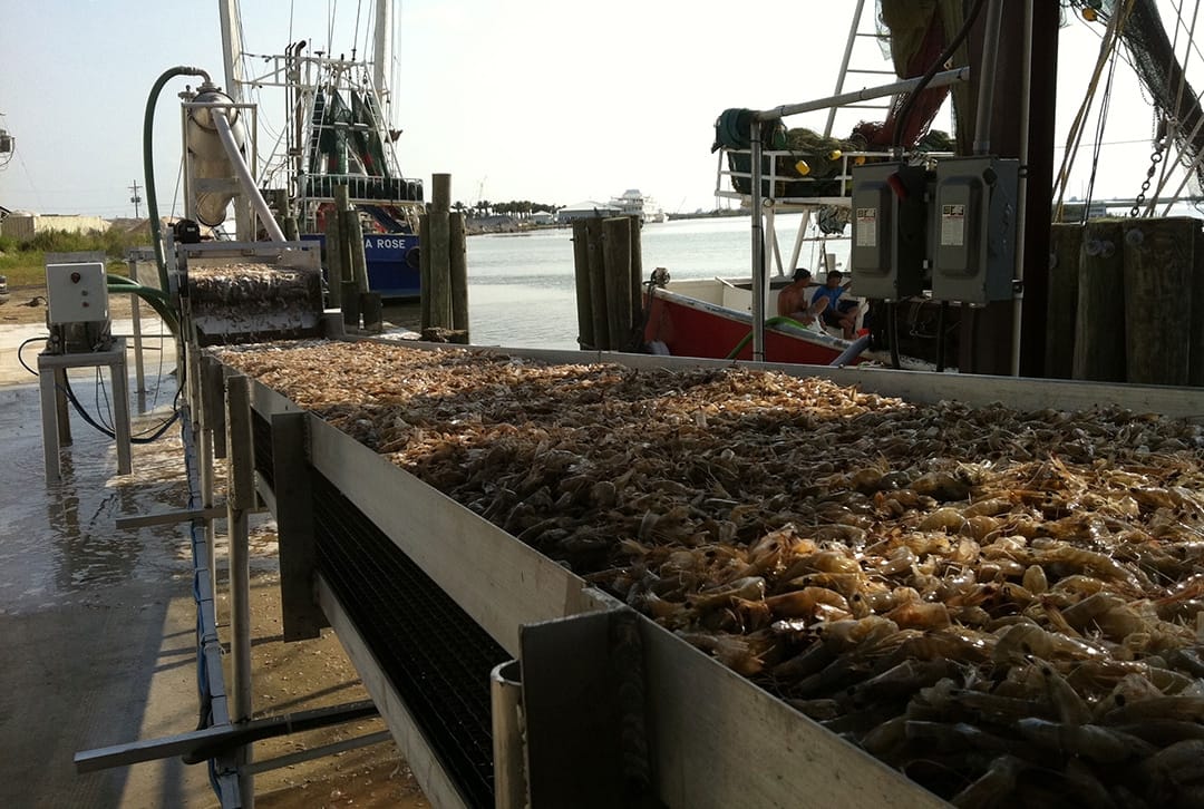 Conveyor system moving seafood or poultry through a bulk packaging line with in-line weighing and labeling