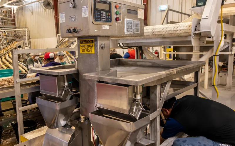 Workers on an industrial processing line