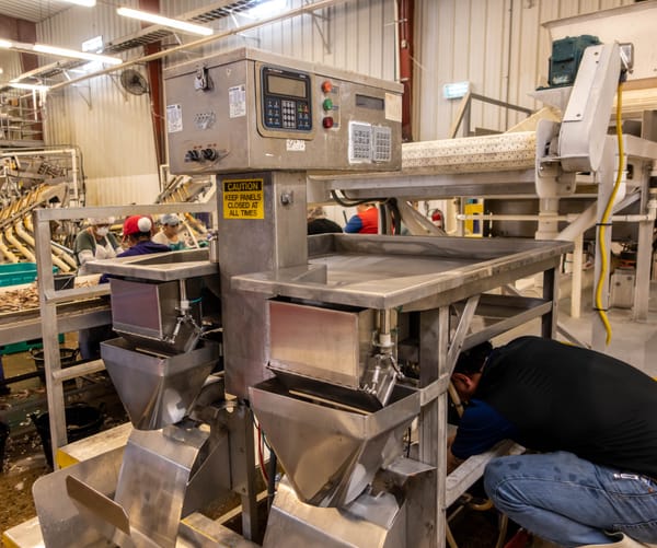 Workers operating machinery on an industrial seafood processing line with control panels and conveyor systems