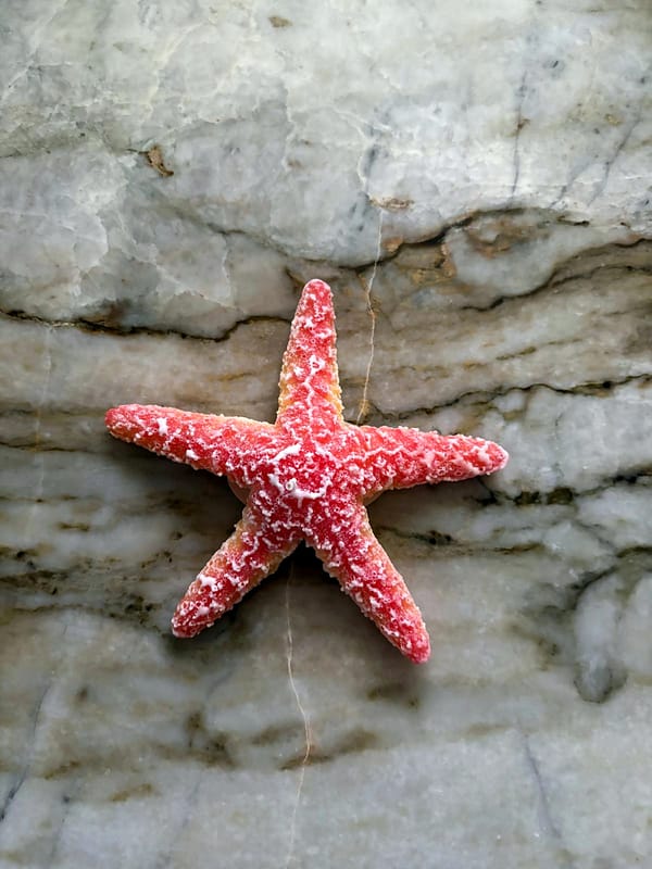 Small Sugar Starfish sculptural candle on marble