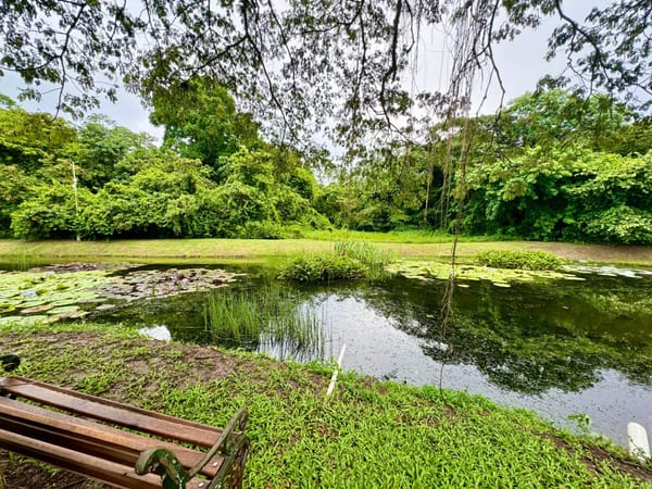 Backyard lily pond view, Villa 50 Samaan Grove