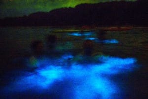 Bioluminescence tour in Tobago showing glowing plankton in the water at night