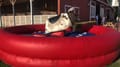 Mechanical Bull